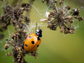 Close-up of ladybug on flower