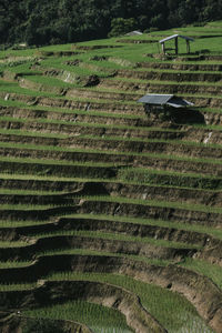 Rice terrace in northern thailand