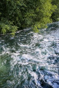River flowing through forest