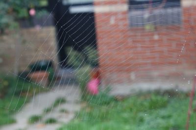 Close-up of spider web