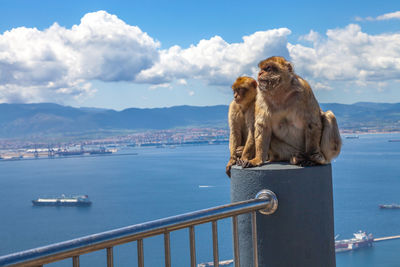 Two monkeys looking away