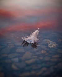 Close-up of feather floating on water