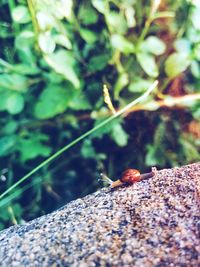Close-up of insect on leaf