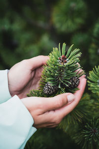 Close-up of hand holding plant