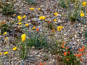 Close-up of yellow flowers blooming in field