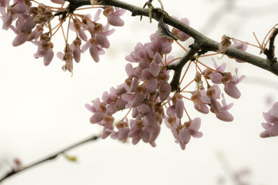 Low angle view of cherry blossoms against sky