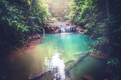 Scenic view of river amidst trees in forest