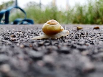 Close-up of snail on land