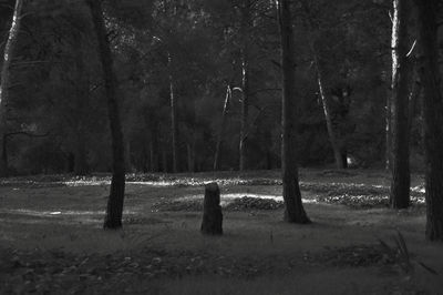 Trees on field in forest