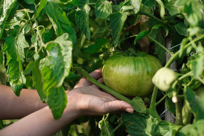 Harvest time of organic fruits and vegetables in the garden.