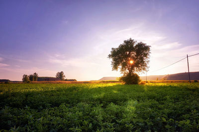 Trees on field against sky during sunset