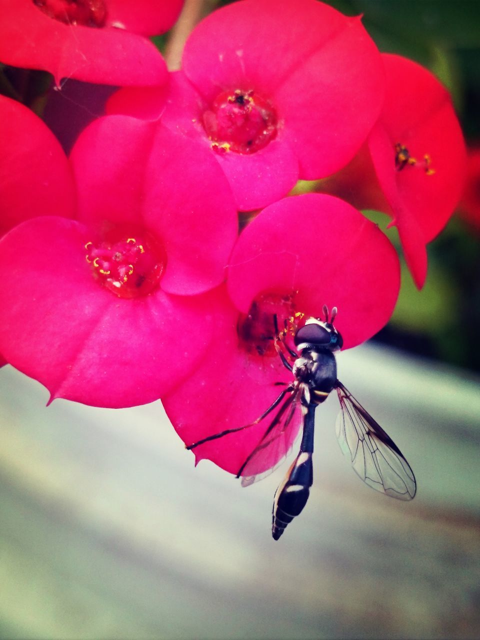 flower, insect, animal themes, one animal, pink color, animals in the wild, petal, fragility, wildlife, focus on foreground, close-up, nature, beauty in nature, freshness, red, flower head, day, outdoors, no people, selective focus