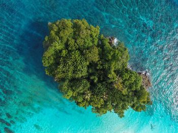 High angle view of coconut palm tree by sea