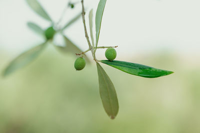 Close-up of berries growing on plant