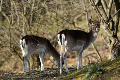 Deer in the forest