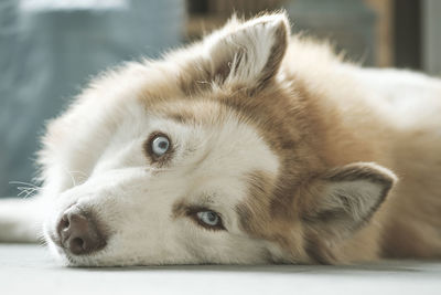 Close-up portrait of a dog husky 