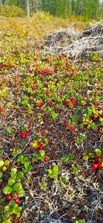 Close-up of flowering plants on field