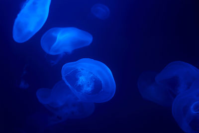 Jellyfish swims under water in aquarium