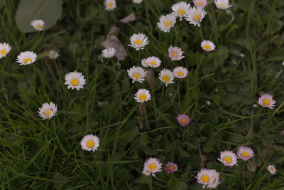 Close-up of flowers blooming outdoors