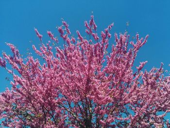 Low angle view of pink flowers against sky
