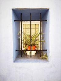 Close-up of potted plant on window of building