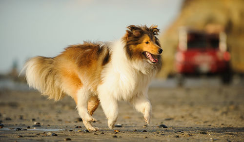 Shetland sheepdog walking at beach