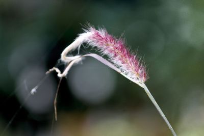 Close-up of wilted flower