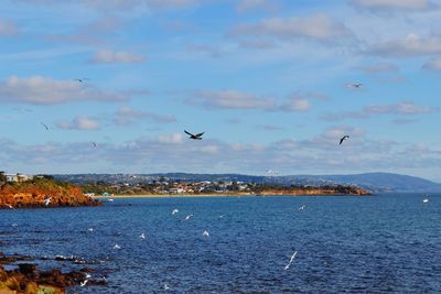 Seagulls flying over sea in mornington peninsula