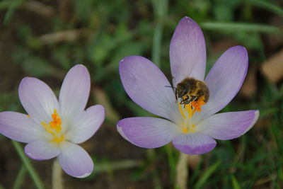 Close-up of honey bee pollinating on purple flower