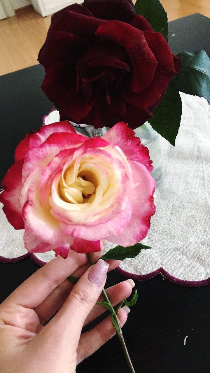 CLOSE-UP OF HAND HOLDING ROSES