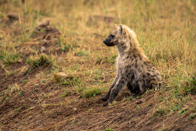 Spotted hyena