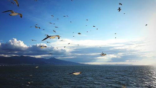 Flock of birds flying over sea