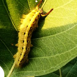 Close-up of insect on leaf
