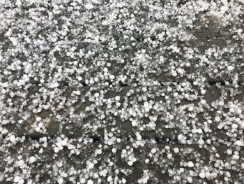 Close-up of white flowers on snow