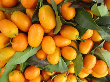 Oval kumquats are one of the few fruits that can be eaten with the skin on