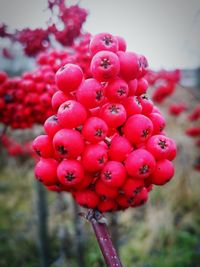 Close-up of red berries growing on plant