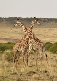 Giraffe standing on field against sky