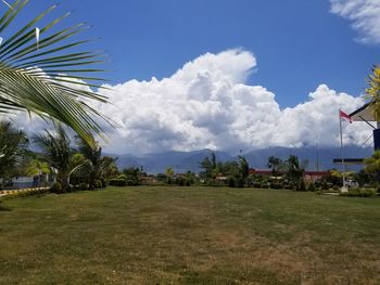 Palm trees on field against sky