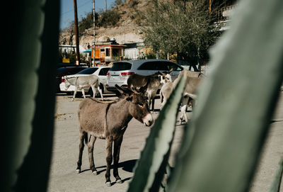 View of donkey cart in a western town