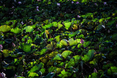 High angle view of fresh green leaves on field