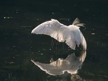 Swan in a lake