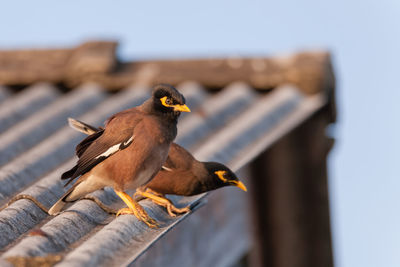 Close-up of bird perching