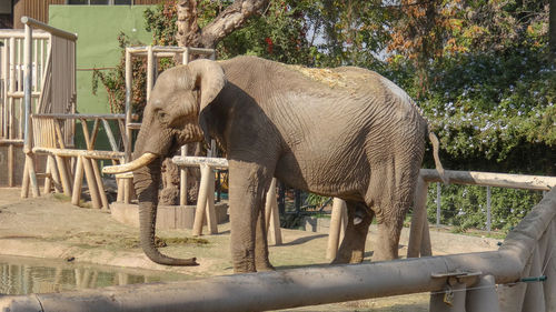 Side view of elephant in zoo