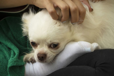 Closeup portrait of a white dog laying near her owner. chihuahua breed. lady's hand strokes the pet