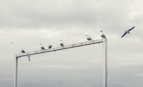 Low angle view of birds perched on railing