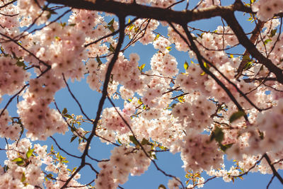 Low angle view of cherry blossom