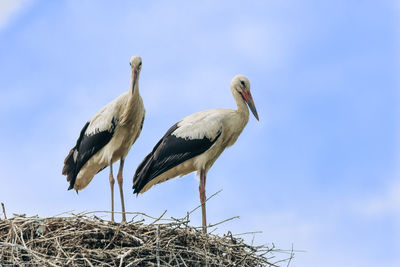 Birds perching on nest