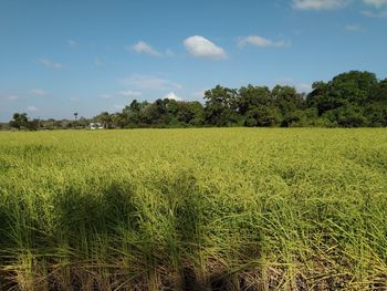Scenic view of agricultural field against sky