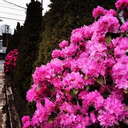 Close-up of pink flowers