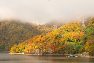 Trees by plants during autumn